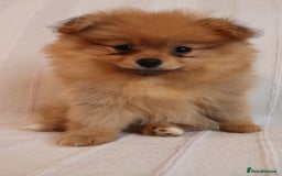 Pomeranian dogs for sale: Purebred Pomeranian Pups Raised with Love in LDN - Image 12