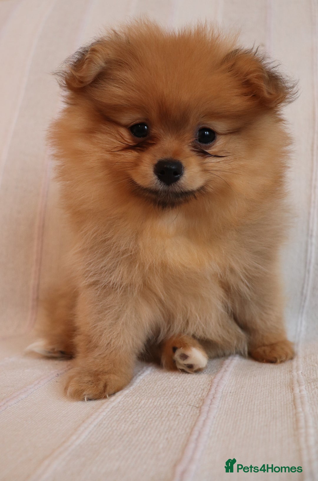 Pomeranian dogs for sale: Purebred Pomeranian Pups Raised with Love in LDN - Image 12