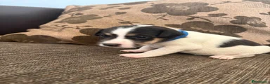 Jack Russell 1