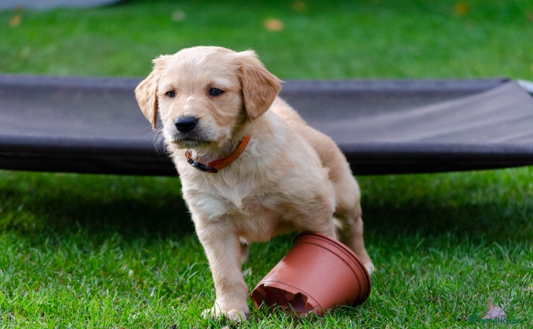 Golden Retriever dogs - Advert 15