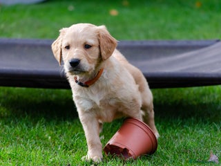 Golden Retriever dogs - Advert 27