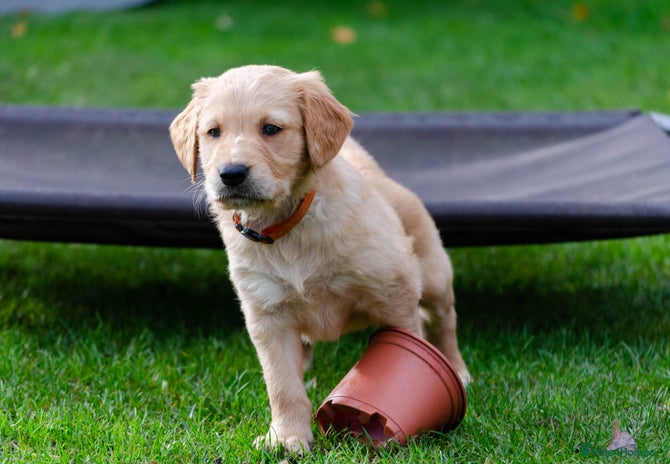 Golden Retriever dogs - Advert 11