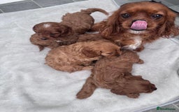 Cavapoo dogs for sale: Cavapoo pups - Image 5