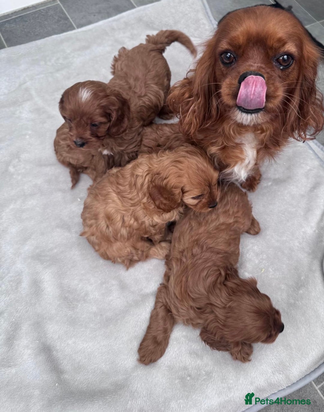Cavapoo dogs for sale: Cavapoo pups - Image 5