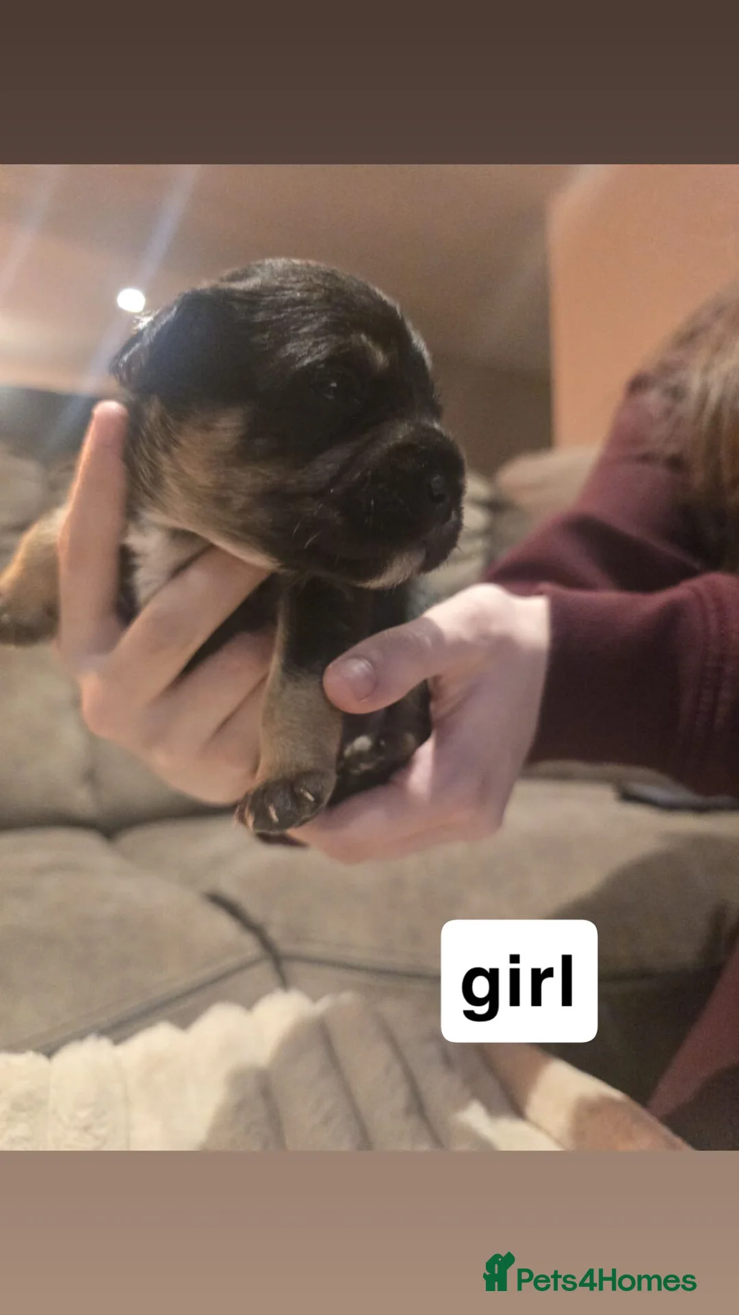 Mixed Breed dogs for sale: Floodles - Advert 9