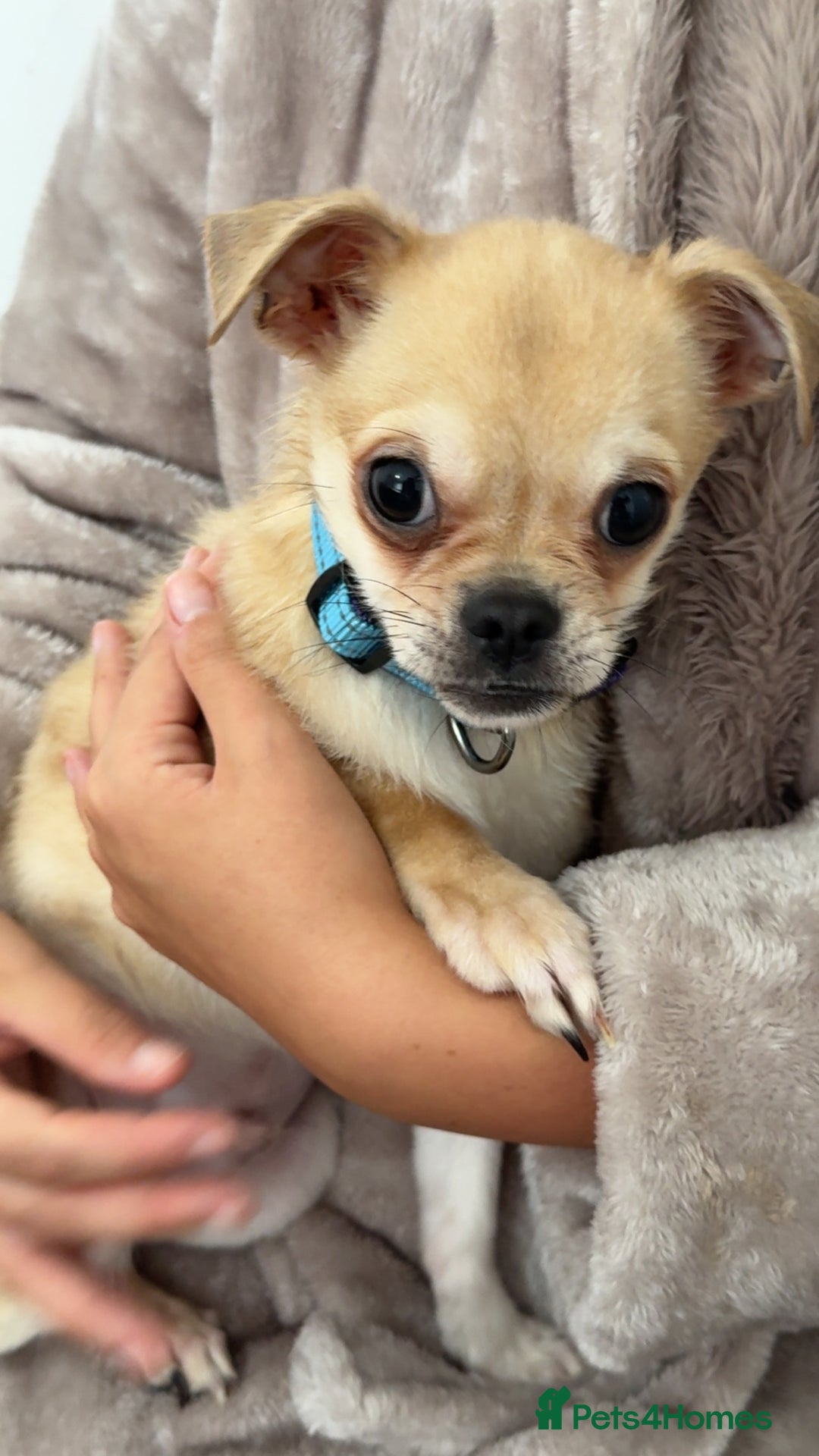 Chug dogs for sale: Chug male  - Image 6