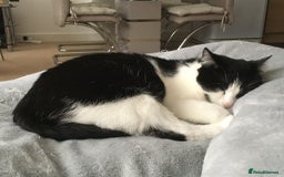 Domestic Shorthair cats for sale: Gorgeous 4 years old female cats from York. - Image 4