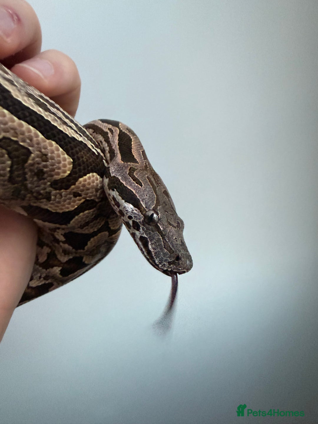 Boa Snake reptiles for sale: Dumerils Boa - Advert 3