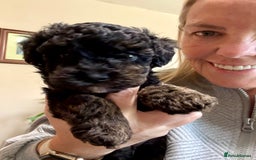Miniature Poodle dogs for stud: KC phantom miniature poodle stud health tested in Thetford - Image 38