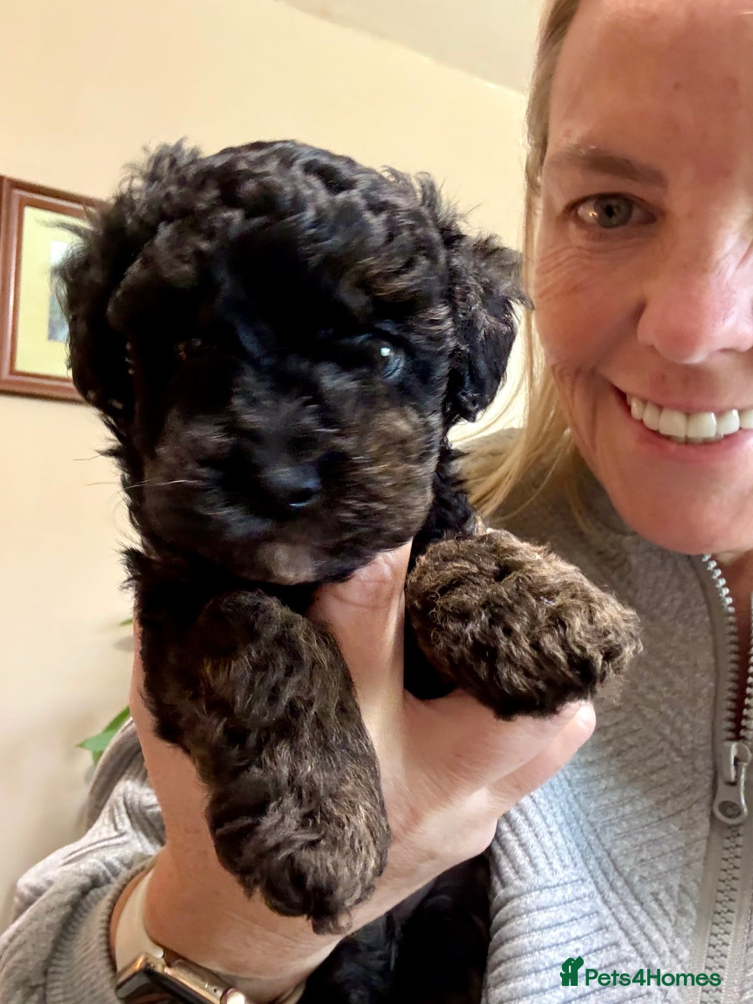 Miniature Poodle dogs for stud: KC phantom miniature poodle stud health tested in Thetford - Image 38