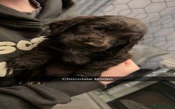 Cocker Spaniel dogs for sale: 5 th Generation Cocker Spaniel Pups/Ready to leave - Image 2