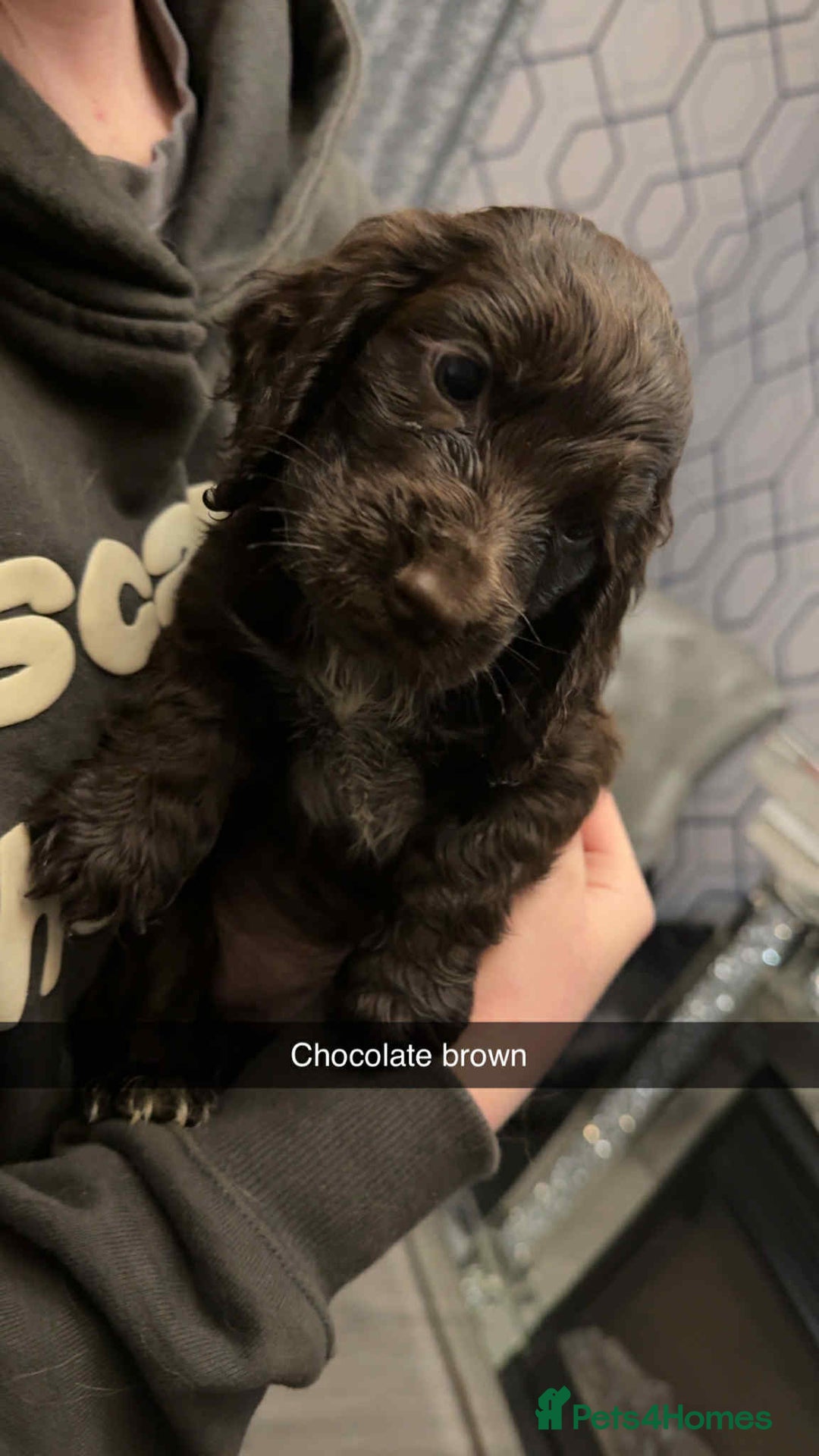 Cocker Spaniel dogs for sale: 5 th Generation Cocker Spaniel Pups/Ready to leave - Image 2