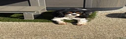 Cavalier King Charles Spaniel dogs for sale: Cavalier King Charles Puppys - Advert 5
