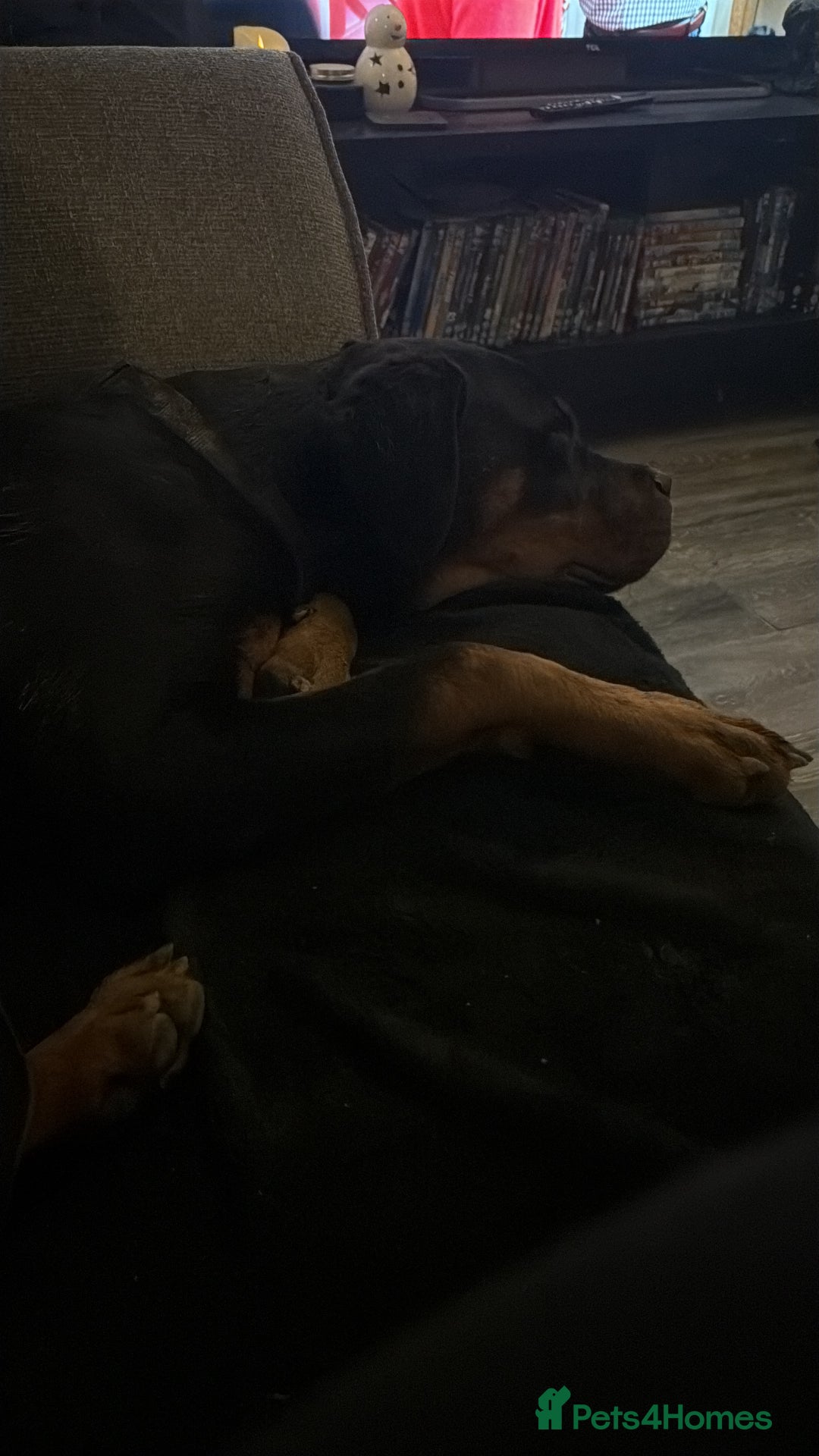 Rottweiler dogs for sale: 6 MONTH OLD MALE ROTTWEILER  - Advert 3