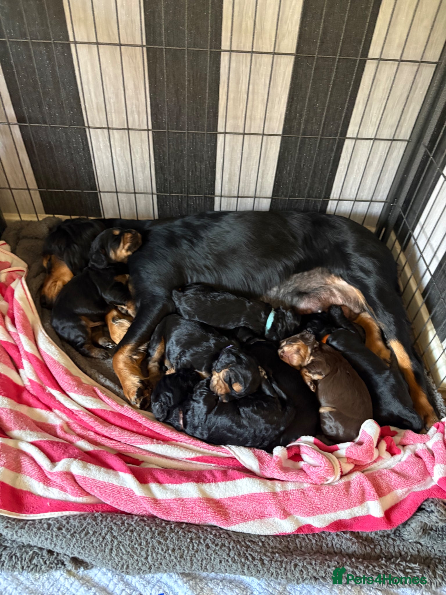 Sprocker dogs Sprocker spaniel puppies  - Advert 2