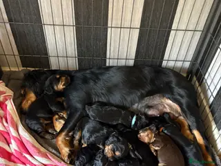 Sprocker dogs Sprocker spaniel puppies - Advert 2