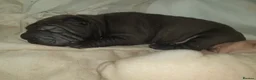 Shar Pei dogs for sale: Wrinkley cuddley shar pei pups  - Advert 19