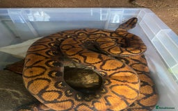 Boa Snake reptiles for sale: Brazilian Rainbow Boa - Image 3