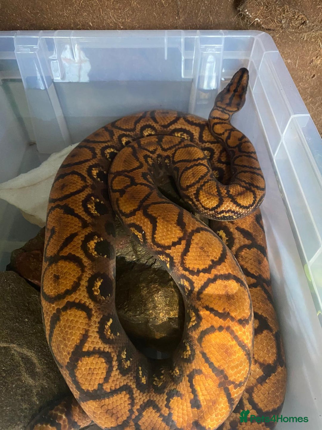 Boa Snake reptiles for sale: Brazilian Rainbow Boa - Image 3