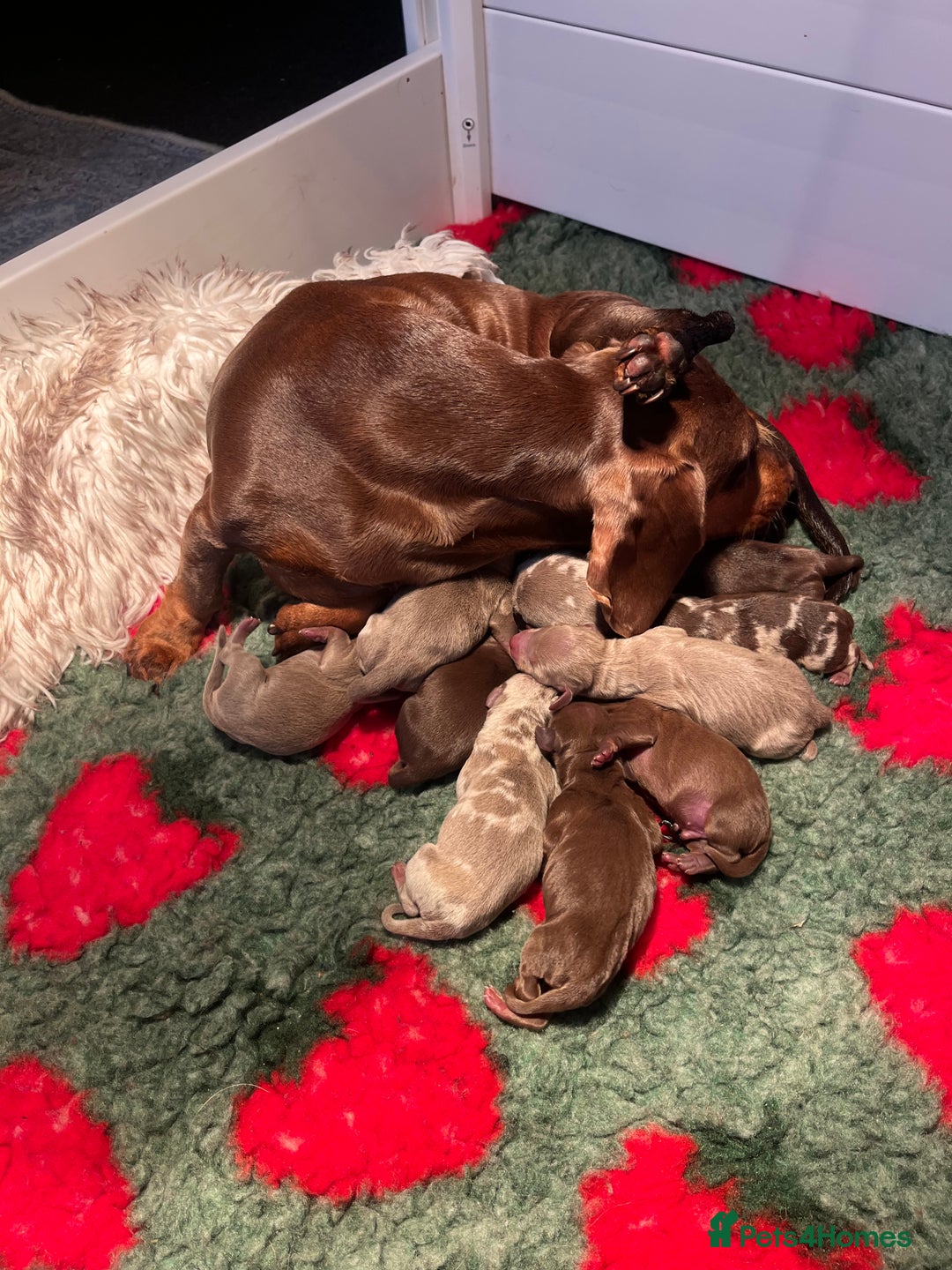 Miniature Dachshund dogs for sale: Isabella dapple KC stunning healthy dachshund  - Image 6