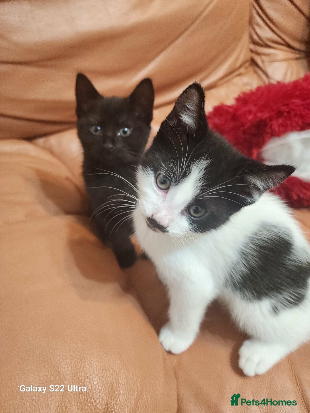 Mixed Breed cats for sale: Three playful mixed breed kittens for sale - Advert 10
