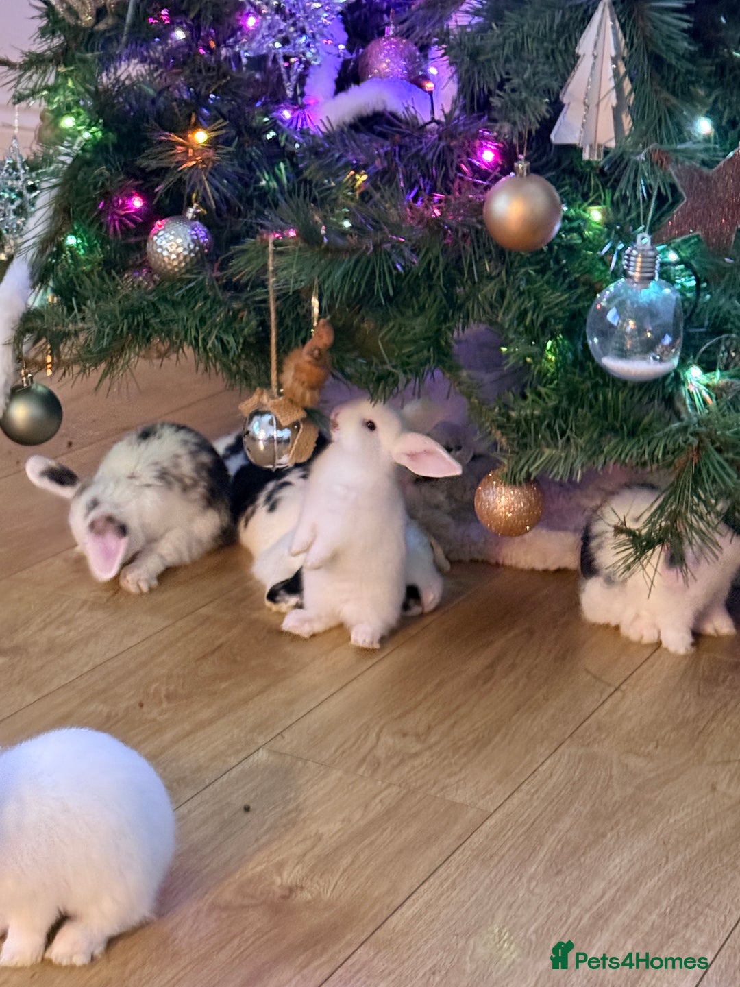 Mini Lop rabbits for sale: Mini lops. White with blue eyes or mixed colours.  - Advert 6