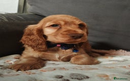 Cocker Spaniel dogs for sale: 🔥LAST TWO BOYS LEFT!🔥 KC SHOW COCKER SPANIEL  - Image 21