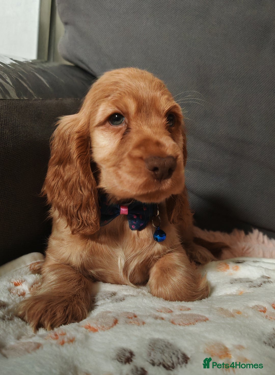 Cocker Spaniel dogs for sale: 🔥LAST TWO BOYS LEFT!🔥 KC SHOW COCKER SPANIEL  - Image 21