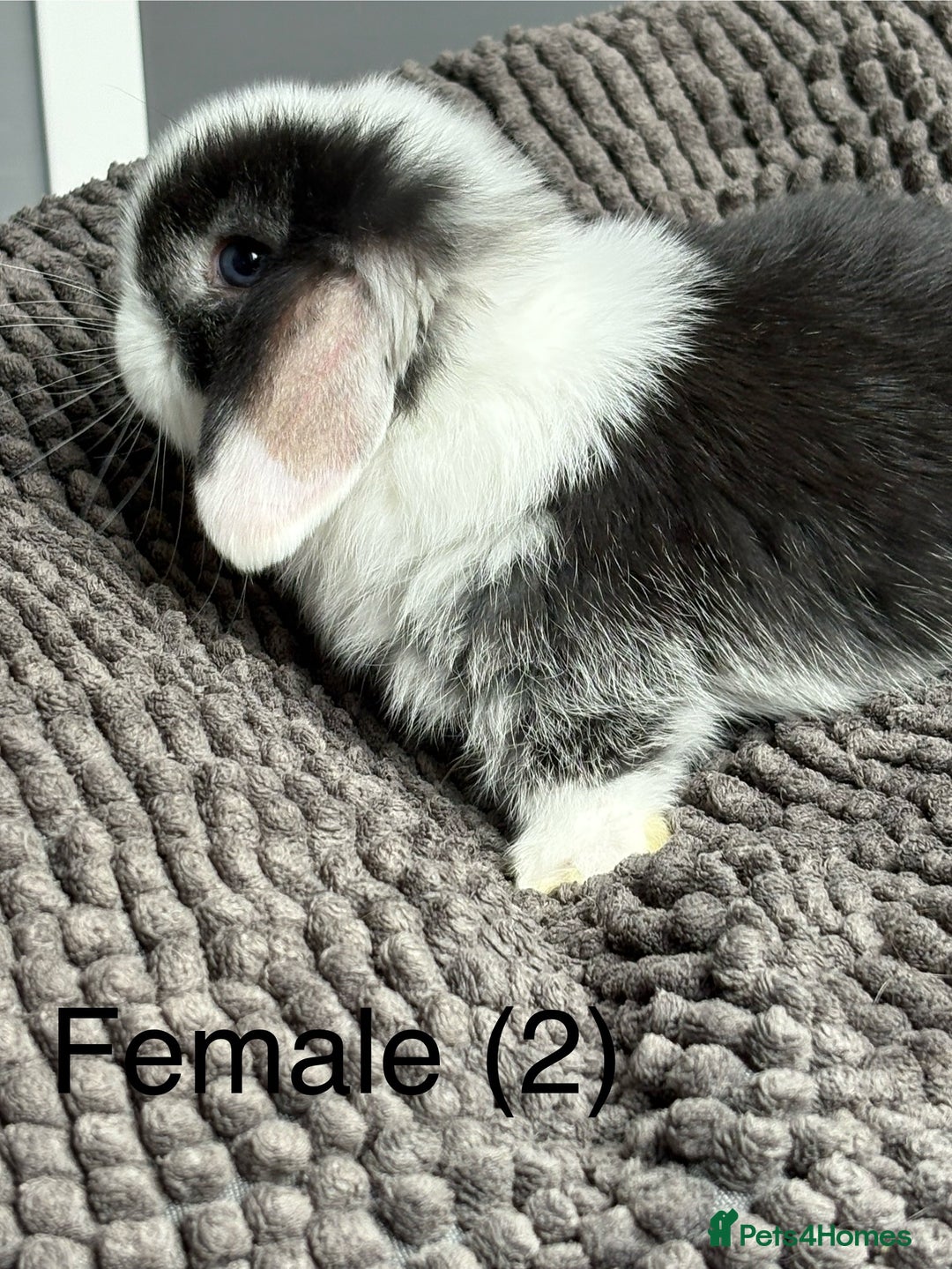 Dwarf Lop rabbits for sale: Pure bred dwarf lops  - Image 2