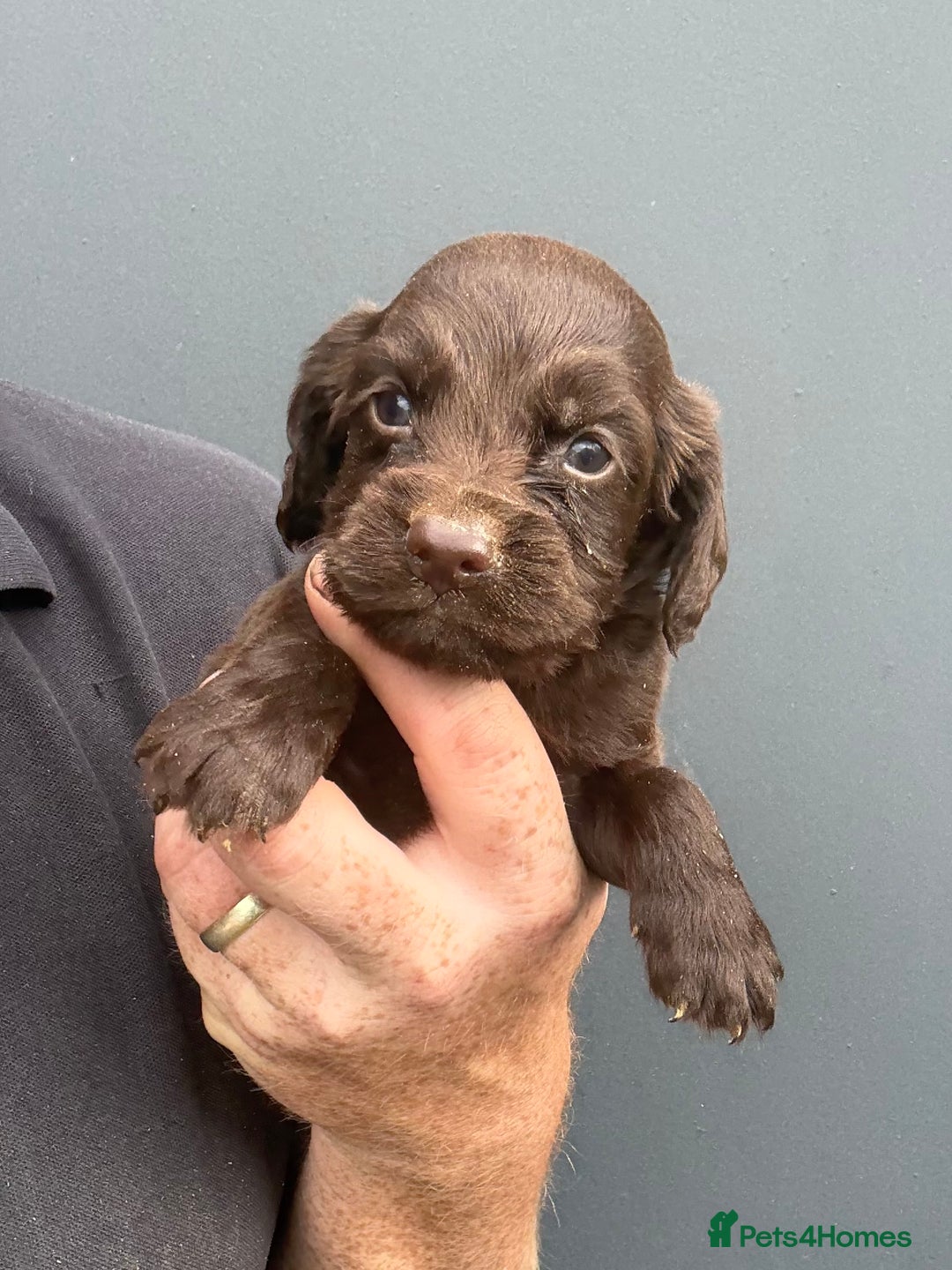Cocker Spaniel dogs for sale: Ready Now- Quality Chocolate Pups Available - Image 14