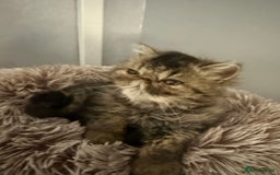 Persian cats for sale: 2 Gorgeous persian kittens - Image 2
