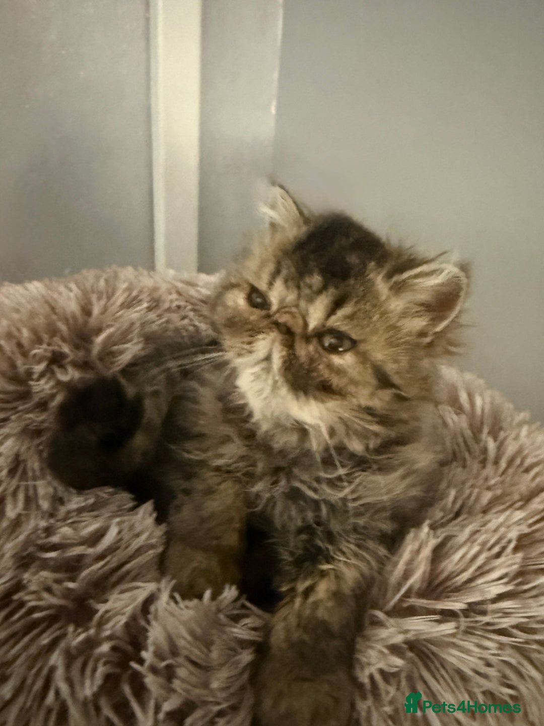 Persian cats for sale: 2 Gorgeous persian kittens - Image 2