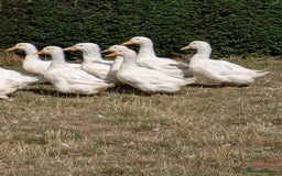 Ducks poultry for sale: Various ducklings  - Image 3