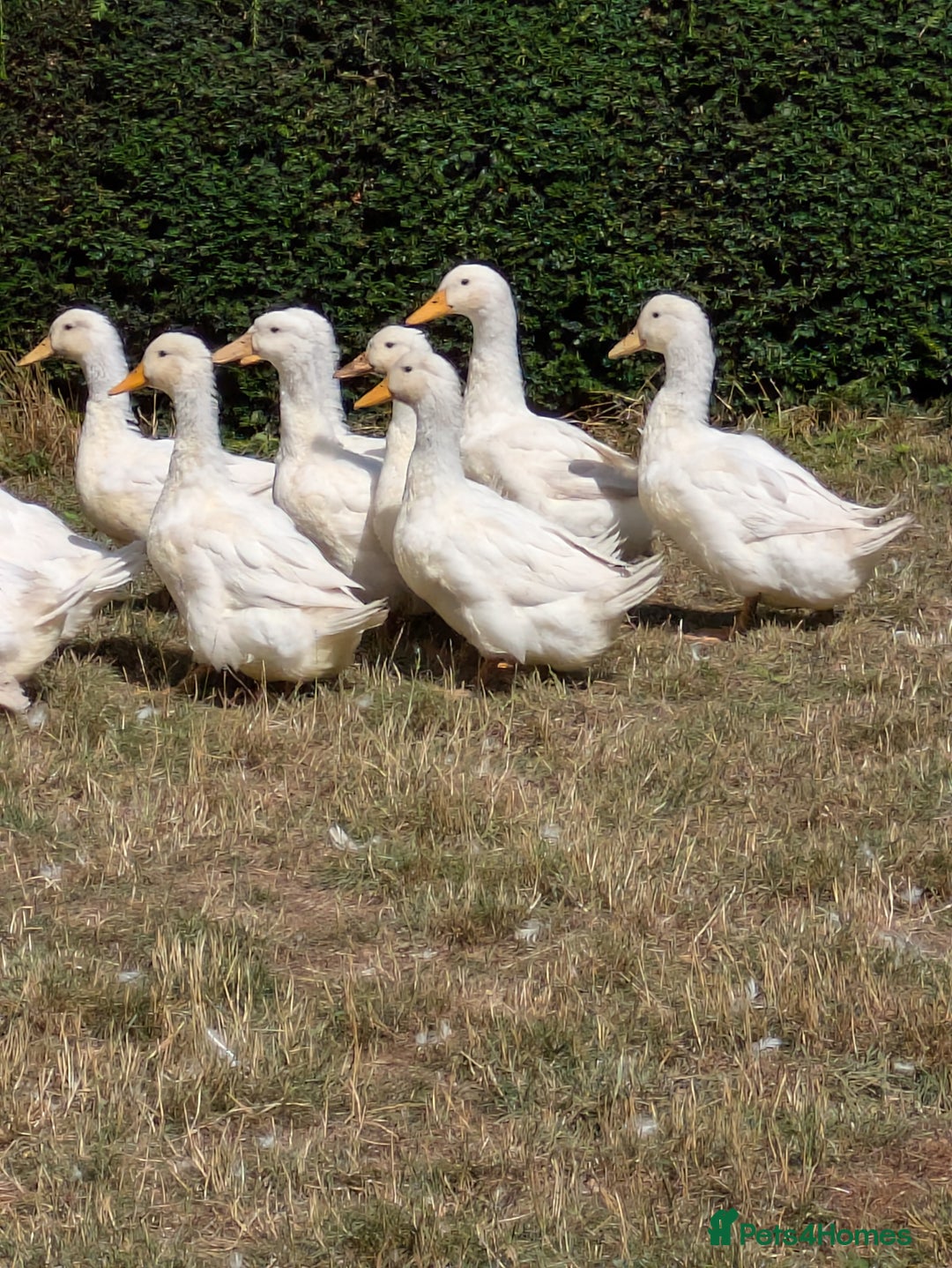 Ducks poultry for sale: Various ducklings  - Image 3