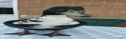 Ducks poultry for sale: Black Swedish duck in Stockport - Advert 2