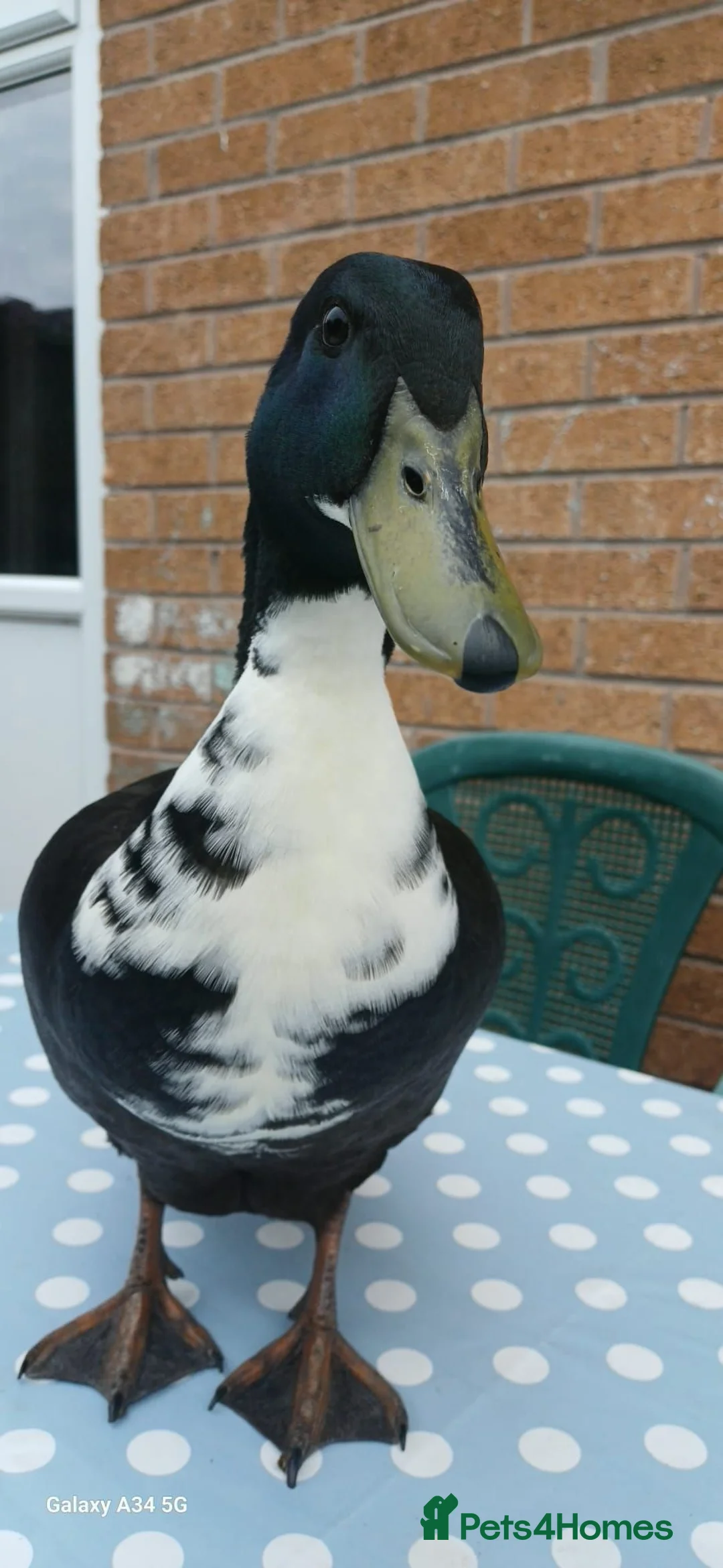 Ducks poultry for sale: Black Swedish duck in Stockport - Advert 2