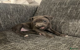 Mixed Breed dogs for sale: Bull X Lurchers - Working Lines - Image 18