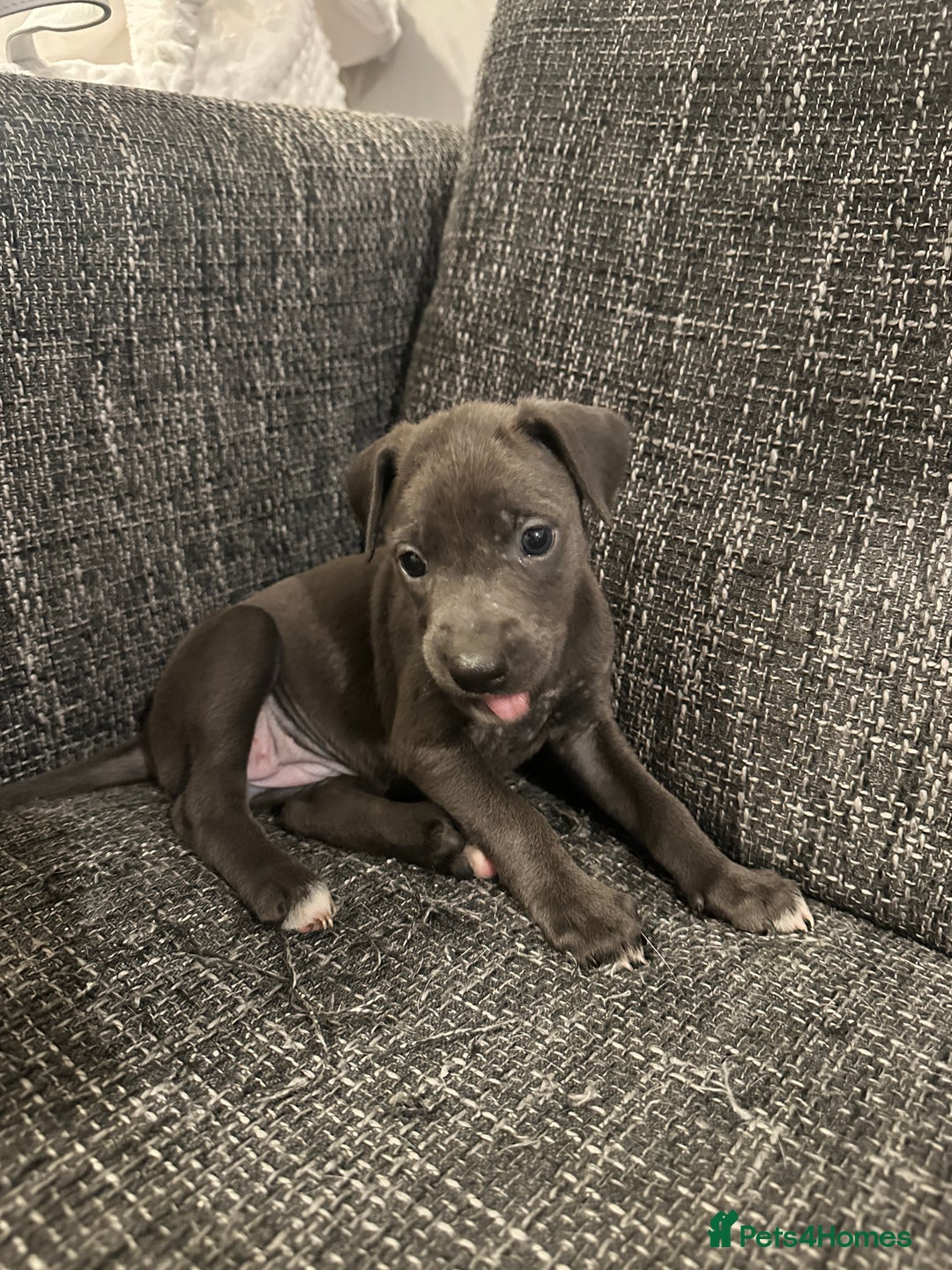 Mixed Breed dogs for sale: Bull X Lurchers - Working Lines - Image 18