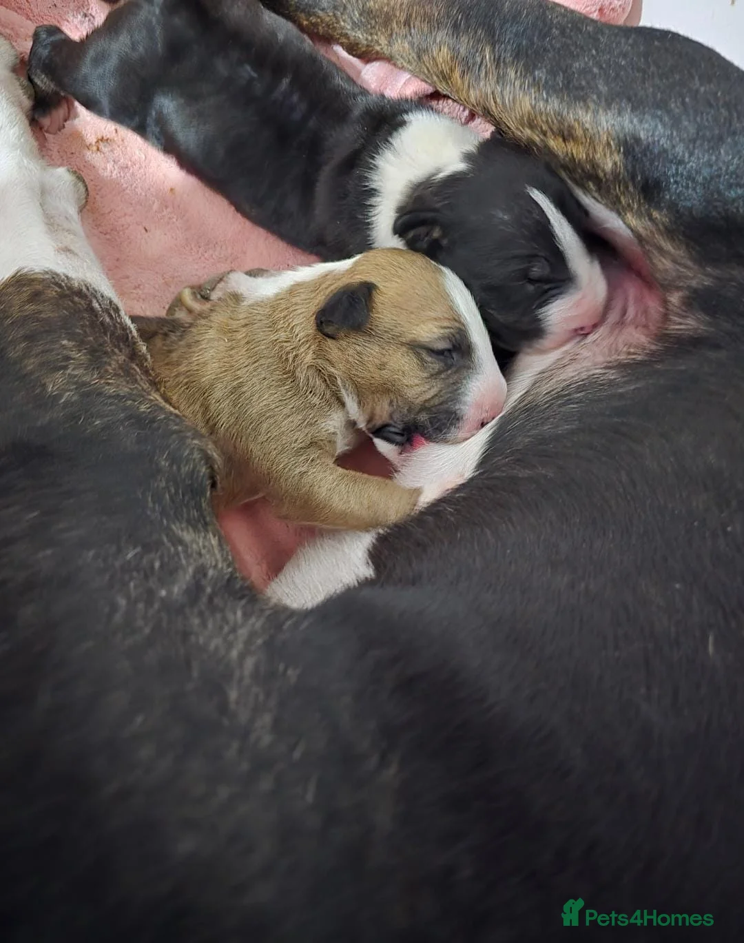 English Bull Terrier dogs for sale: Top Quality KC registered health checked - Advert 20