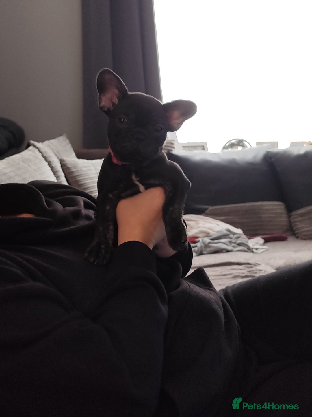 French Bulldog dogs for sale: French bulldog puppies  - Image 6