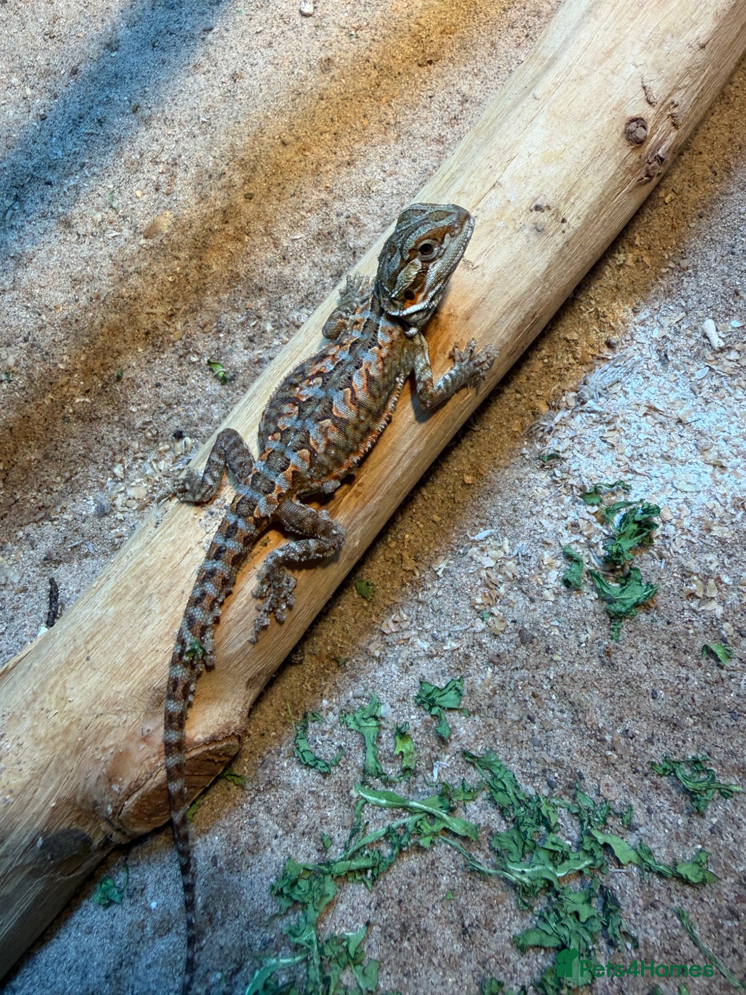 Bearded Dragon reptiles 5 stunning Baby beared dragons - Advert 13