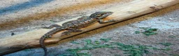 Bearded Dragon reptiles for sale: 5 stunning Baby beared dragons - Advert 1