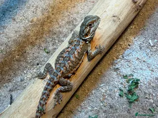 Bearded Dragon reptiles 5 stunning Baby beared dragons - Advert 13
