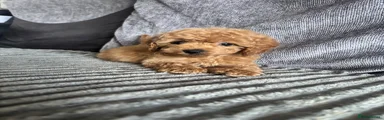Cavapoo 3