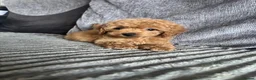 Cavapoo dogs for sale: 1 Stunning Redfox F1B teddy toy cavapoo available  - Advert 9