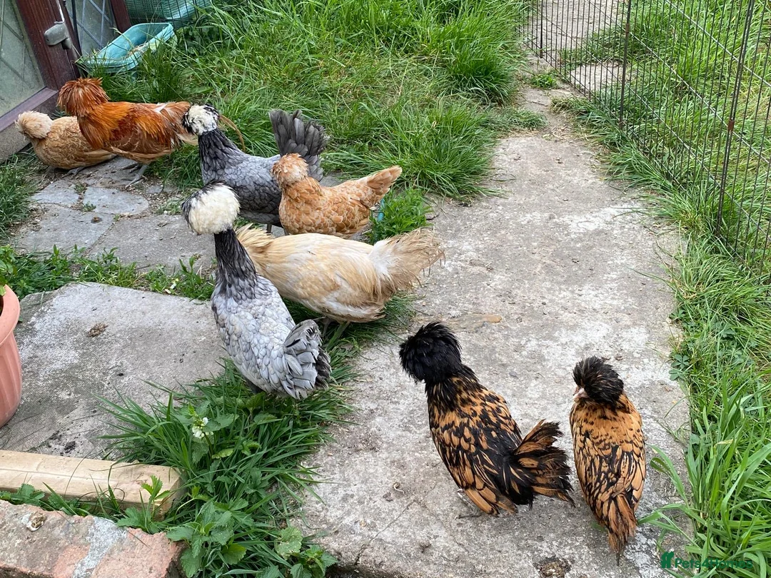 Chickens poultry for sale: 6 Polish Bantam hatching eggs  - Advert 2