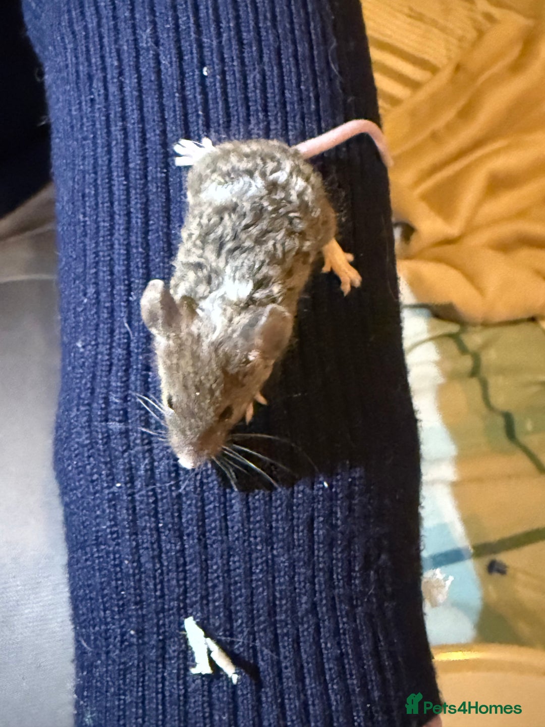 Mouse rodents for sale: Fancy mice lots of males and females available  - Advert 8