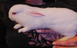 Mixed Breed rabbits for sale: Baby rabbits - Image 5