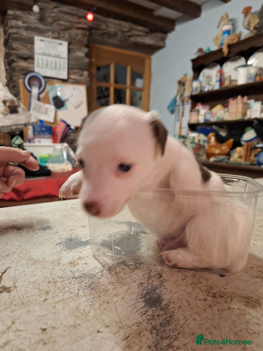 Jack Russell dogs for sale: Jack Russell Puppies  - Advert 5