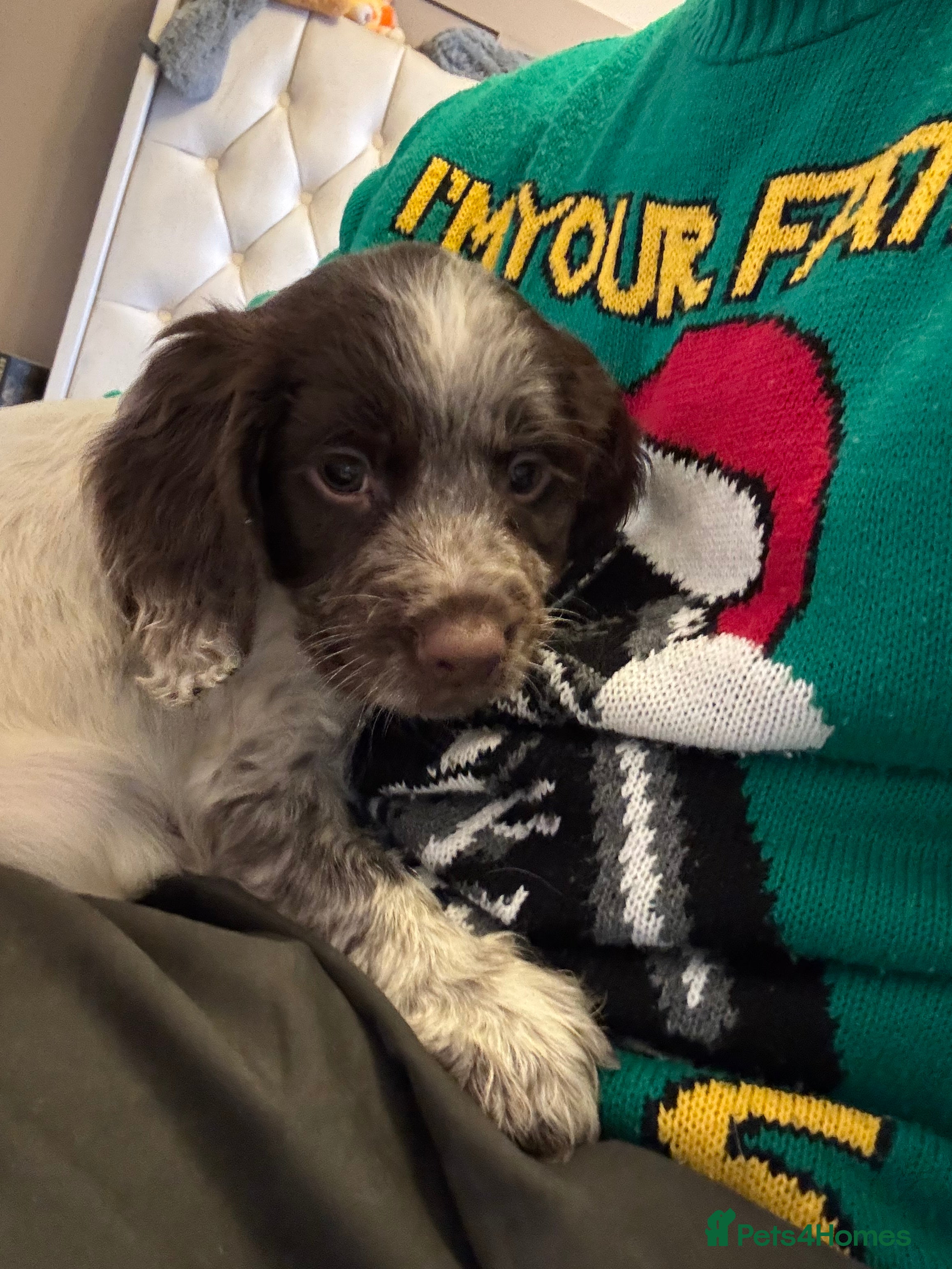 Cocker Spaniel dogs Final Working Cocker Spaniel boy pup ready to go - Advert 9